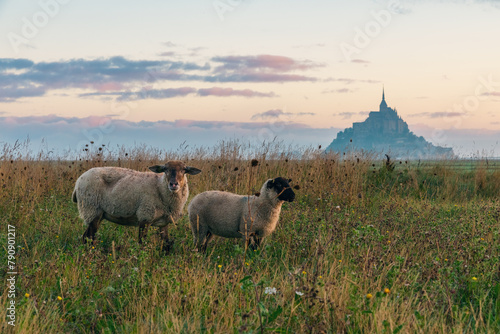 View of Mont Saint Michel abbey on the island with sheep grazing on field of fresh green grass at sunrise, Normandy, France. Tidal island with medieval gothic cathedral in Normandie.