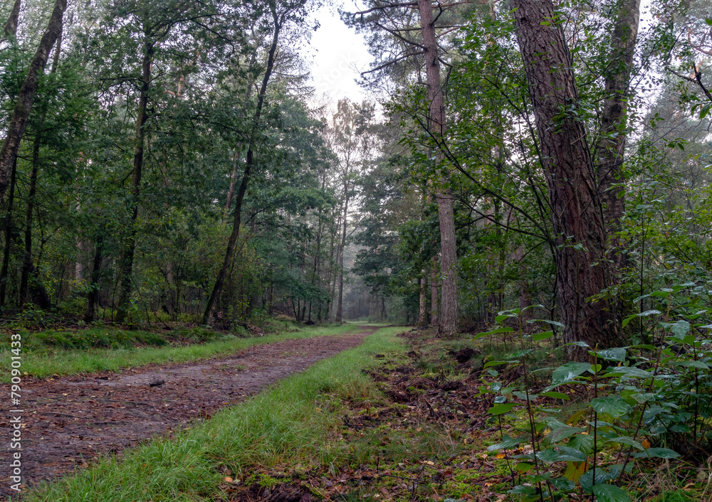 Fototapeta premium Wonderfully quiet during the early morning in the Sprieldersbos, Netherlands