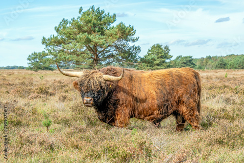 A male Galloway cattle gives me a curious look from this heathland near Putten, Netherlands