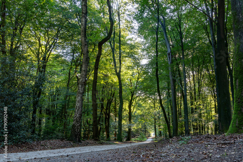 Enjoy the silence while cycling on this cycle path through the Speuldersbos near Putten, Netherlands