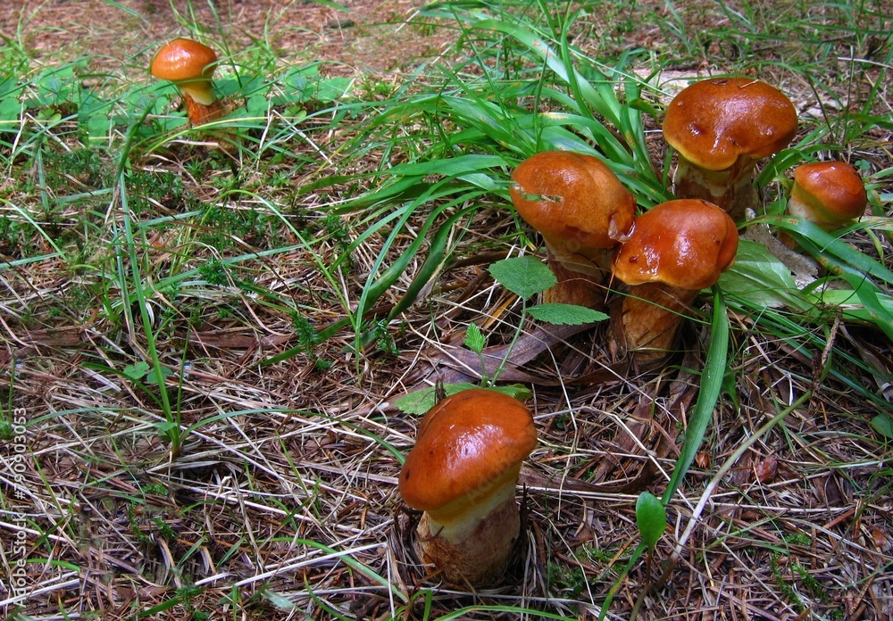 Beautiful mushroom suillus grevillei growing in the forest Beautiful mushroom suillus grevillei growing in the forest