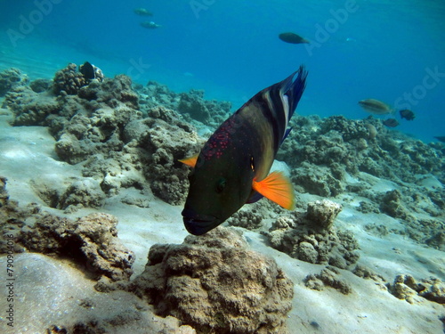 Fototapeta Naklejka Na Ścianę i Meble -  Colorful tropical fish on a coral reef, amazingly beautiful fairy world. In the coral gardens of the Red Sea.

