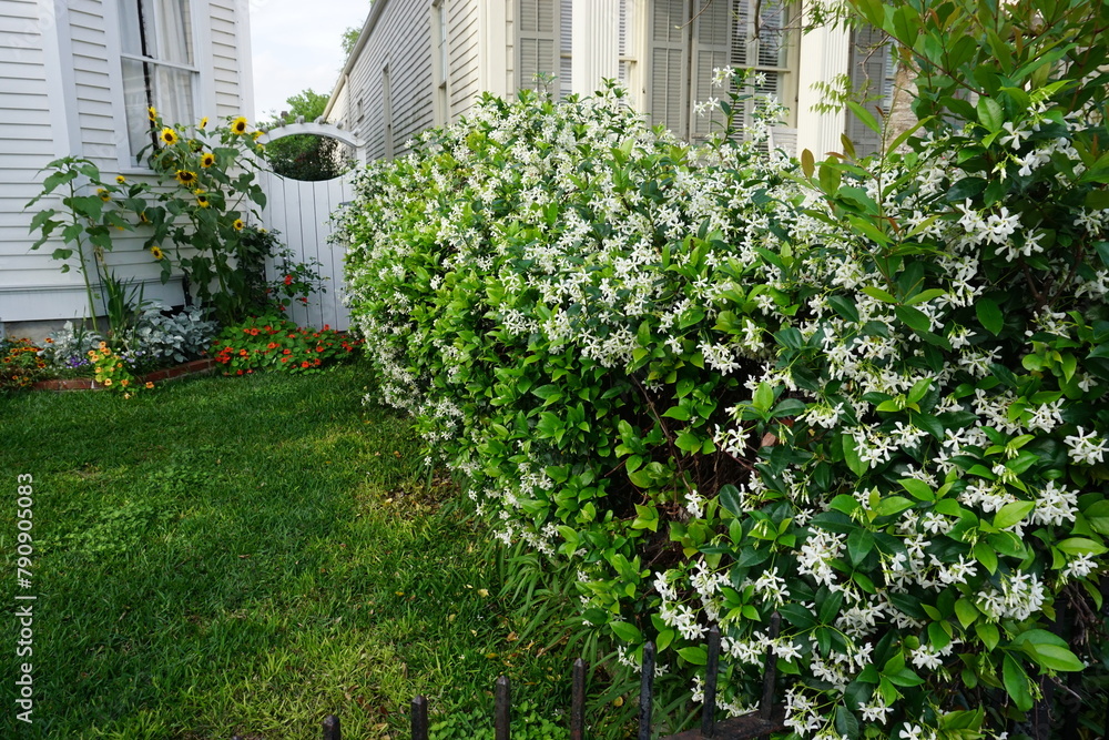 Fototapeta premium Gorgeous blooming jasmine flowers in New Orleans