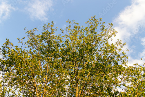 Lush green treetops - against a clear blue sky with scattered clouds - vibrant foliage reaching upwards. Taken in Toronto  Canada.