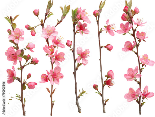 Set of branches of blooming sakura, delicate pink blossoms