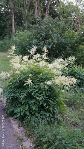 Forest goat's beard (Aruncus dioicus, Aruncus sylvester)