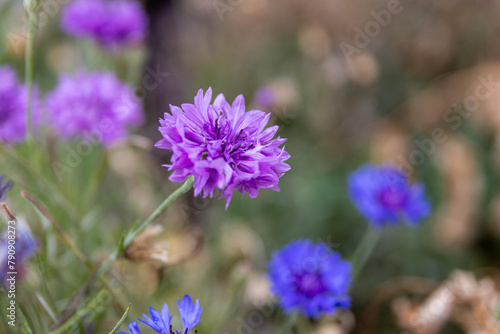 Vibrant purple and pink cornflowers - nestled in lush green foliage. Taken in Toronto  Canada.