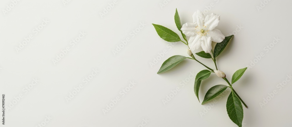 A white jasmine flower stands alone against a white backdrop. A white jasmine flower stands alone against a white backdrop.