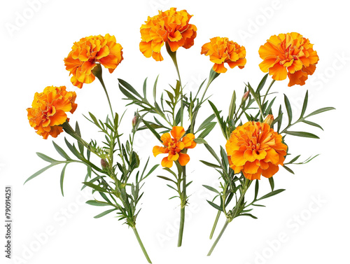 Set of branches of vibrant orange marigolds, full bloom and radiant
