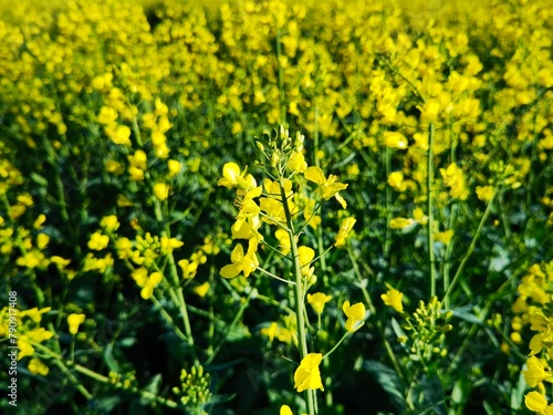 bright-yellow flowering rapeseed plant on a sunny day