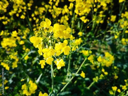 bright-yellow flowering rapeseed plant on a sunny day