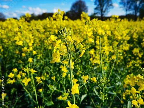 bright-yellow flowering rapeseed plant on a sunny day