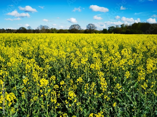 bright-yellow flowering rapeseed plant on a sunny day
