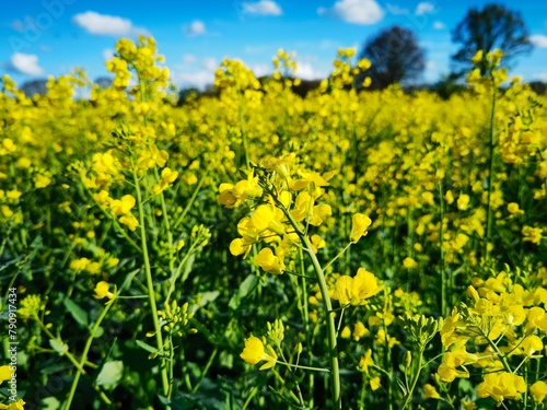 bright-yellow flowering rapeseed plant on a sunny day © DL