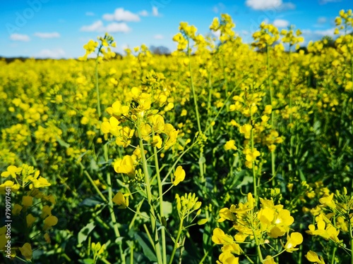 bright-yellow flowering rapeseed plant on a sunny day © DL