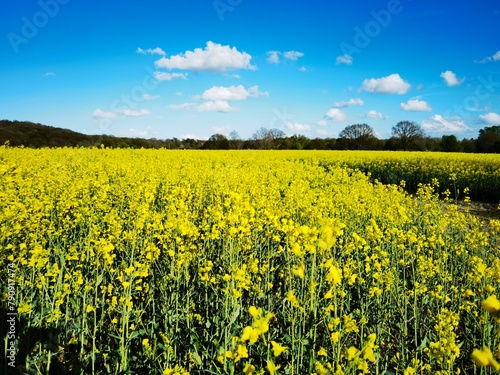bright-yellow flowering rapeseed plant on a sunny day
