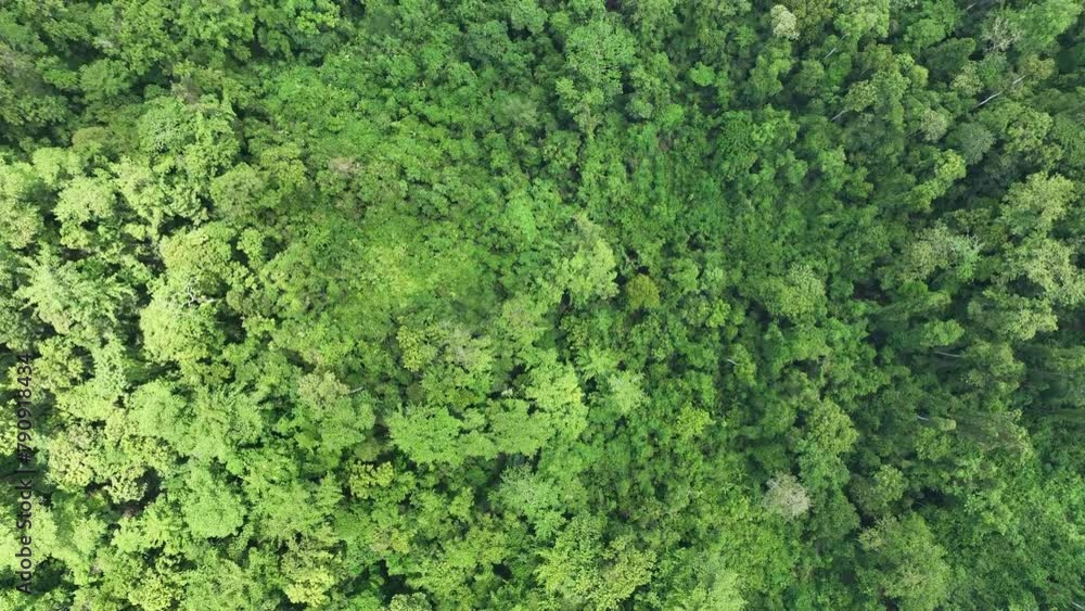Thick rainforest covers the rugged island of Batanta, one of the larger islands in Raja Ampat, Indonesia. This remote, tropical region is known for its spectacular biodiversity. Thick rainforest covers the rugged island of Batanta, one of the larger islands in Raja Ampat, Indonesia. This remote, tropical region is known for its spectacular biodiversity.