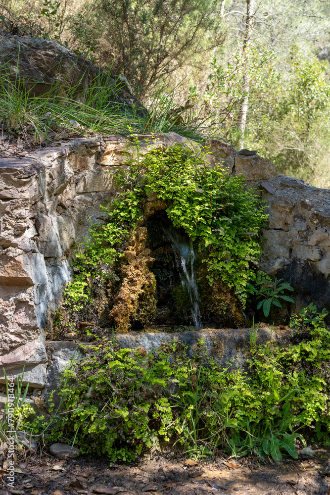 close-up of a natural water source with moss and lichens in a mountainous environment close-up of a natural water source with moss and lichens in a mountainous environment