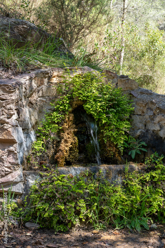 close-up of a natural water source with moss and lichens in a mountainous environment