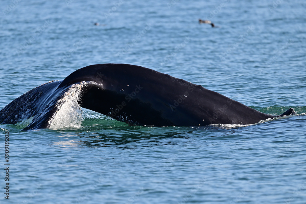 Fototapeta premium Humpback whale tail flapping