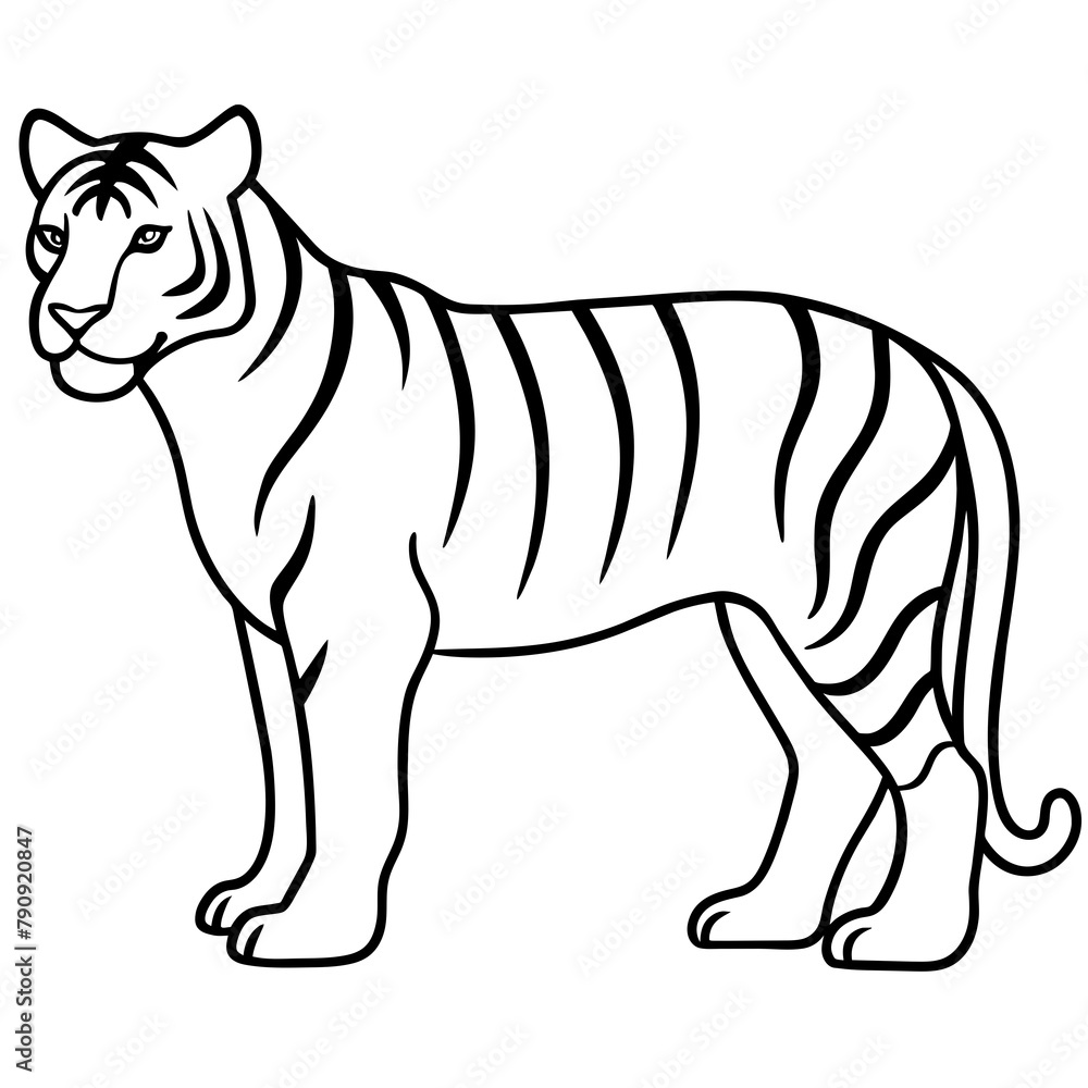 tiger illustration tiger illustration