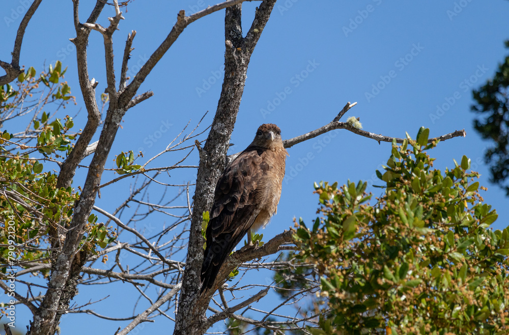Vertical bottom view of Raptor Chimango Caracara (Daptrius chimango) bird posing on tree branches looking into the distance Vertical bottom view of Raptor Chimango Caracara (Daptrius chimango) bird posing on tree branches looking into the distance