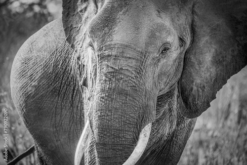 Elefant, Moremi, Botswana photo