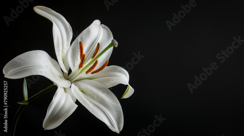 This image features a beautiful white lily with its delicate petals and prominent anthers against a stark black background, emphasizing the flower's purity and elegance