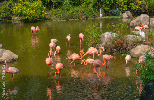 A flock of pink flamingos in a beautiful tropical pond