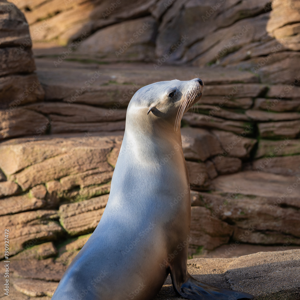 Naklejka premium Californian sea lion (Zalophus californianus) resting on a rock. Evening light. With space for text.