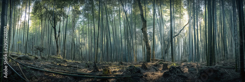Sagano Bamboo Forest: Tranquil Beauty of Kyoto photo