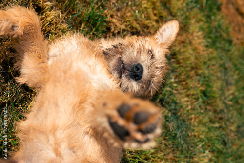 A cute soft coated wheaten terrier puppy dog lying down on grass and facing camera with paws reaching towards owner on bright sunny day. domestic pup dog cute happy funny