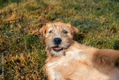 a smiling soft coated wheaten terrier puppy dog playfully bites and shows sharp teeth. Outside on grass with fluffy fur and tongue. Laughing and happy doggy