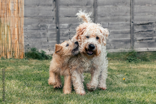 Puppy and adult soft coated wheaten terrier dogs play on grass in a sunny garden. Rough play is healthy for puppies as they learn new behaviours and survival instincts © andrew
