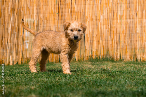 a small soft coated wheaten terrier puppy stands looking at the camera facing right on grass In a domestic garden during a bright sunny day. Warm tones. photo