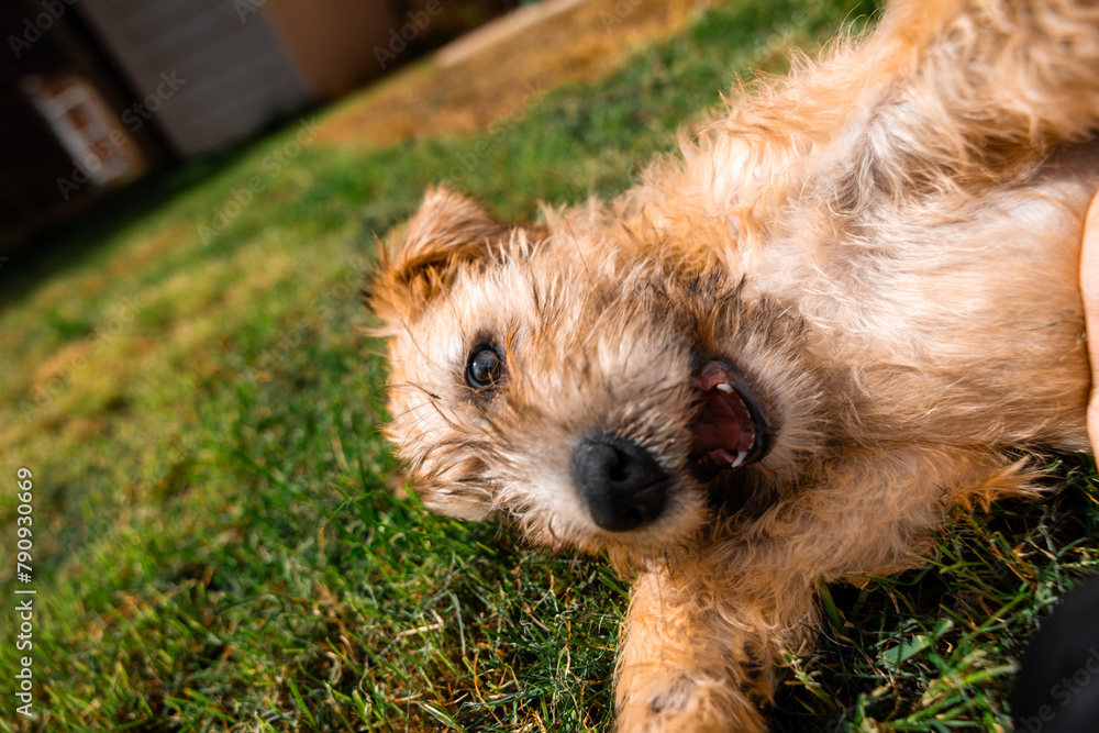 a smiling soft coated wheaten terrier puppy dog playfully bites and shows sharp teeth. Outside on grass with fluffy fur and tongue. Laughing and happy doggy a smiling soft coated wheaten terrier puppy dog playfully bites and shows sharp teeth. Outside on grass with fluffy fur and tongue. Laughing and happy doggy