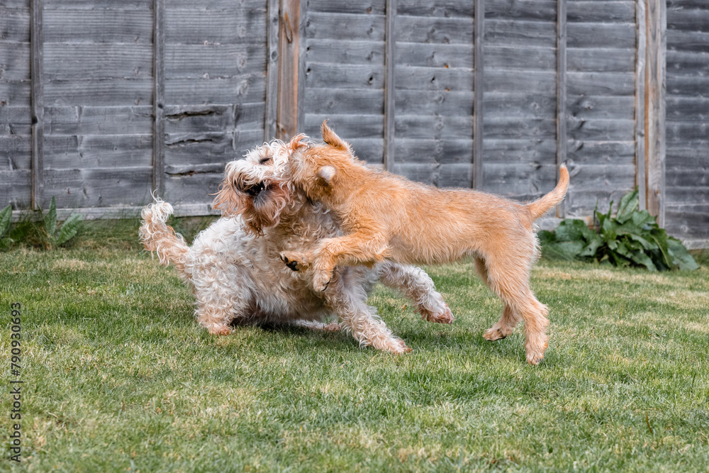Puppy and adult soft coated wheaten terrier dogs play on grass in a sunny garden. Rough play is healthy for puppies as they learn new behaviours and survival instincts Puppy and adult soft coated wheaten terrier dogs play on grass in a sunny garden. Rough play is healthy for puppies as they learn new behaviours and survival instincts