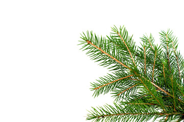 Fresh green Christmas tree branch on corner border, transparent background