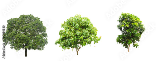 Mango trees collection isolated on transparent backgrounds