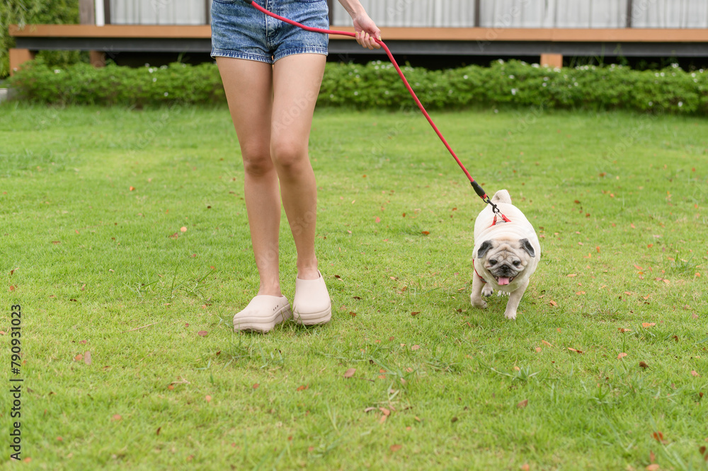 Happy asian woman playing with Cute Smart pug Puppy Dog In the Backyard Happy asian woman playing with Cute Smart pug Puppy Dog In the Backyard