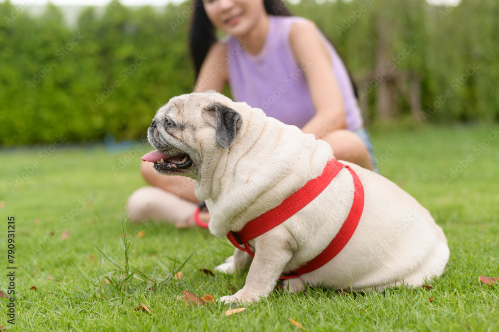 Happy asian woman playing with Cute Smart pug Puppy Dog In the Backyard Happy asian woman playing with Cute Smart pug Puppy Dog In the Backyard