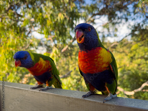 Rainbow Lorikeet Parrot. Birds of Australia (ID: 790935499)