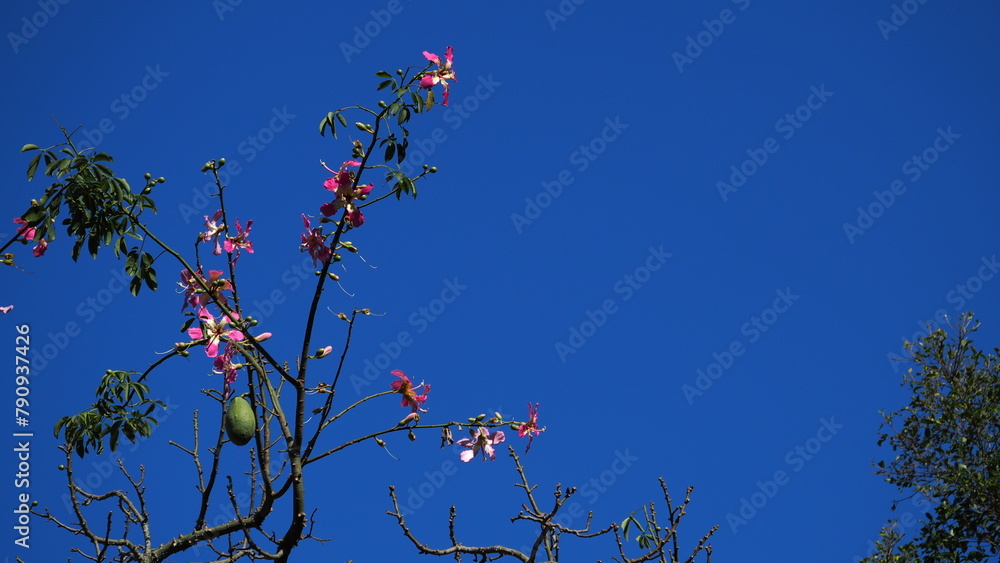 Ceiba speciosa (Silk Floss tree) branches with violet pink flowers and green unopen fruits in backlighting, undera bright blue sky Ceiba speciosa (Silk Floss tree) branches with violet pink flowers and green unopen fruits in backlighting, undera bright blue sky