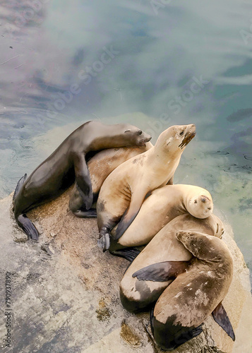 Six wild sea lions sunning on a rock near the shore in Monterey Bay, California