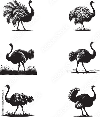 ostrich  bird silhouette  black color . white color background  