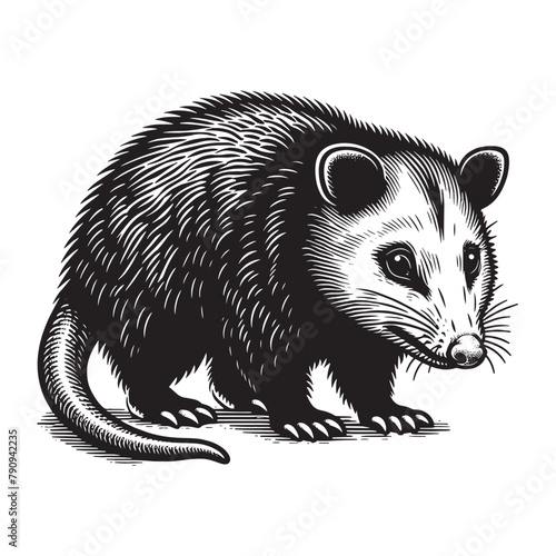 Papier peint Opossum