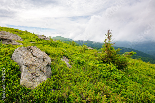 fir tree and stone on the grassy hill. alpine landscape of ukraine. carpathian mountains on a cloudy day in summer