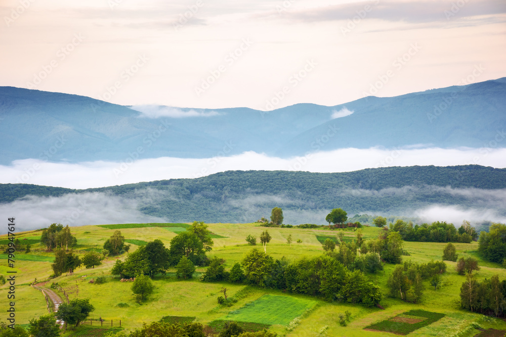 Obraz premium carpathian countryside scenery on a foggy morning in summer. mountainous landscape of ukraine with rural fields on the hills