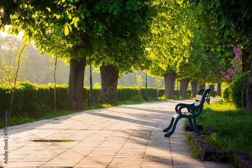 avenue with chestnut trees of kyiv embankment. bench on the side of a paved footpath. beautiful urban springtime scenery of uzhhorod city in morning light