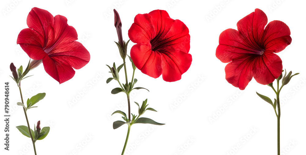 Three styles of red petunia flower isolated on transparent or white background. flat lay PNG with quality clipping mask Three styles of red petunia flower isolated on transparent or white background. flat lay PNG with quality clipping mask